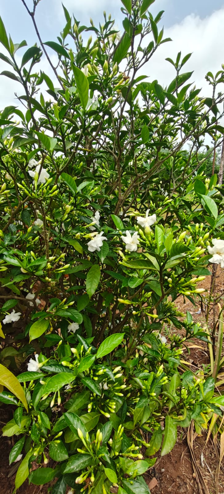 Farm plant: WhatsApp Image 2026-07-27 at 12.25.23 (2).jpeg